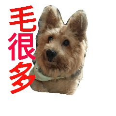 [LINEスタンプ] young face big dog momo