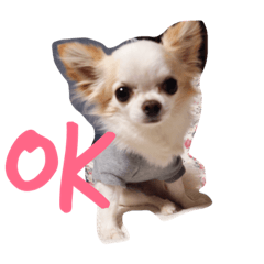 [LINEスタンプ] 愛しのりんちゃんスタンプ