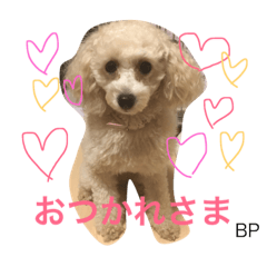 [LINEスタンプ] toypoodle Daily conversation