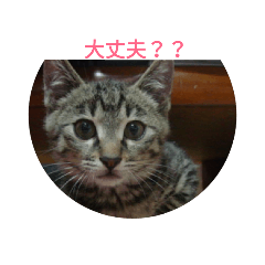 [LINEスタンプ] ネコもふもふ