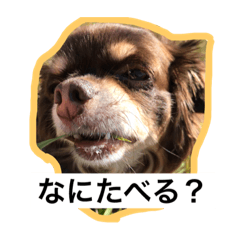 [LINEスタンプ] ちわわ三兄弟