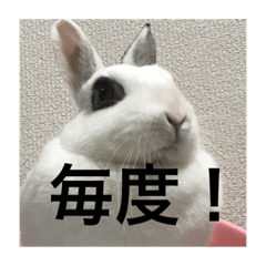 [LINEスタンプ] うさぎスタンプモコちゃん2