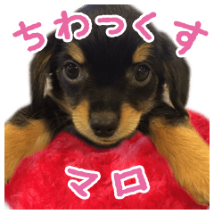 [LINEスタンプ] チワックスMAROくんのマロタンプ