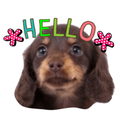 [LINEスタンプ] ダックスフント ひなた