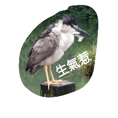 [LINEスタンプ] Birds  of  life