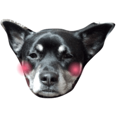[LINEスタンプ] 愛犬パク 黒い犬