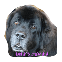 [LINEスタンプ] ニューフィー3兄弟＋TP