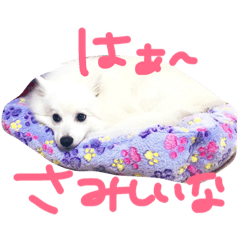[LINEスタンプ] 日本スピッツのなな