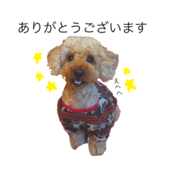 [LINEスタンプ] ロン トイプードル 2