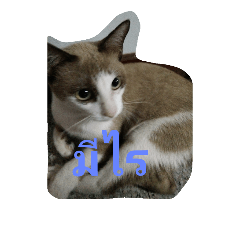[LINEスタンプ] my name a white shock. v2