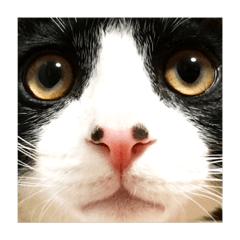 [LINEスタンプ] 鼻ポチ猫 テト
