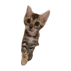 [LINEスタンプ] I love cats and dogs