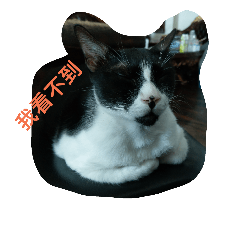 [LINEスタンプ] 猫の一生。