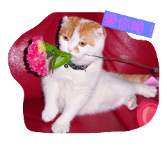 [LINEスタンプ] P P cat
