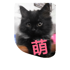 [LINEスタンプ] blackcat cat