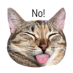 [LINEスタンプ] milu cat