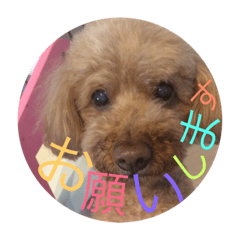 [LINEスタンプ] 愛犬ヤマトとこうきの画像（メイン）