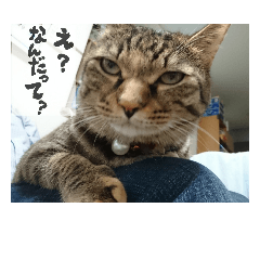 [LINEスタンプ] marron's life