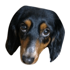 [LINEスタンプ] uchino_ko