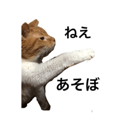 [LINEスタンプ] らんまるたち