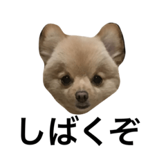 [LINEスタンプ] ぽんちゃんの日常スタンプ