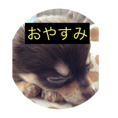 [LINEスタンプ] コロさん