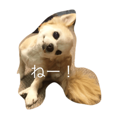 [LINEスタンプ] チワワのルイ