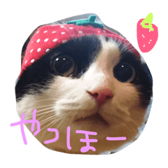 [LINEスタンプ] ゆっけのスタンプ①