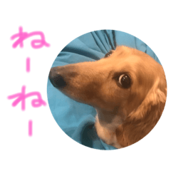 [LINEスタンプ] ponzu  dax