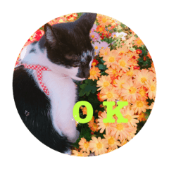 [LINEスタンプ] chibicopeco