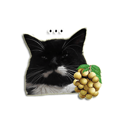 [LINEスタンプ] Jackie angry cat