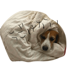 [LINEスタンプ] ピー太郎さん
