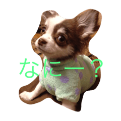 [LINEスタンプ] チワワちゃんの日常
