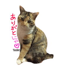 [LINEスタンプ] するめちゃんのすたんぷ