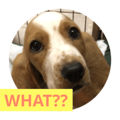 [LINEスタンプ] バセットハウンドのレオンくんの日常