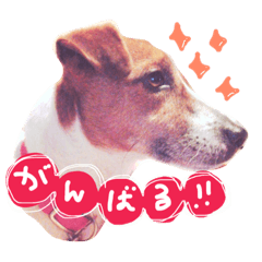 [LINEスタンプ] ジャックラッセルテリアのサンデー2