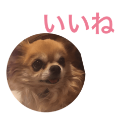 [LINEスタンプ] ウチの犬