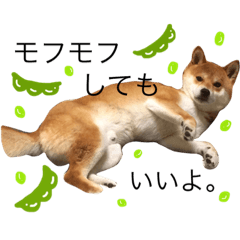 [LINEスタンプ] まめさんスタンプ♩