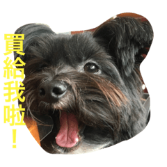 [LINEスタンプ] Mix Shih Tzu