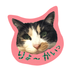 [LINEスタンプ] cat cats 2