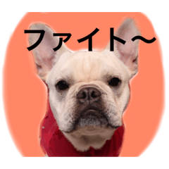 [LINEスタンプ] 返事〜犬