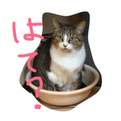 [LINEスタンプ] ちょろ子 猫