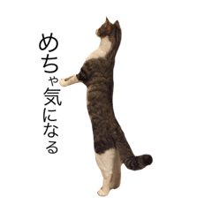 [LINEスタンプ] 猫のちゃんちー