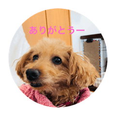 [LINEスタンプ] カールです