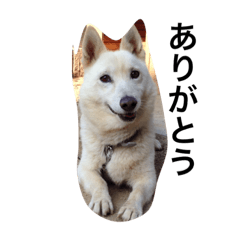 [LINEスタンプ] 坂本ドンキーくん