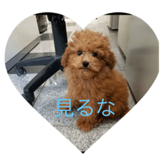 [LINEスタンプ] ちえのかーる