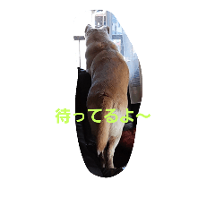 [LINEスタンプ] はな、じじ、のん