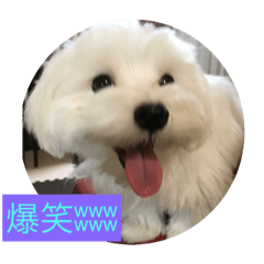 [LINEスタンプ] 雪丸スタンプ