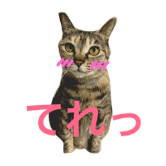 [LINEスタンプ] ねこまみれ！vol.1
