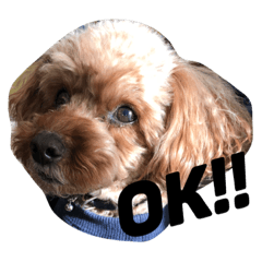 [LINEスタンプ] Coco stamp.. 